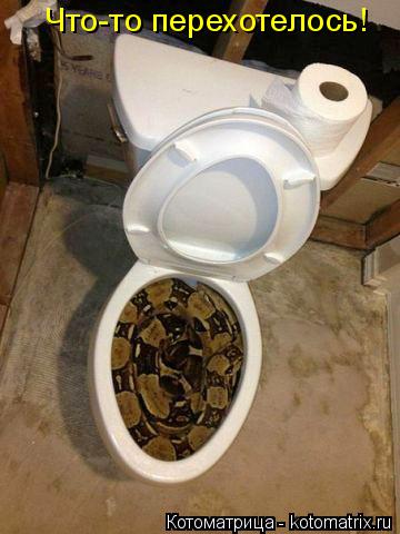 Что-то перехотелось!... Котоматрица: Что-то перехотелось!