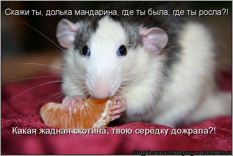 Котоматрица: Скажи ты, долька мандарина, где ты была, где ты росла?!   Какая жадная скотина, твою серёдку дожрала?!