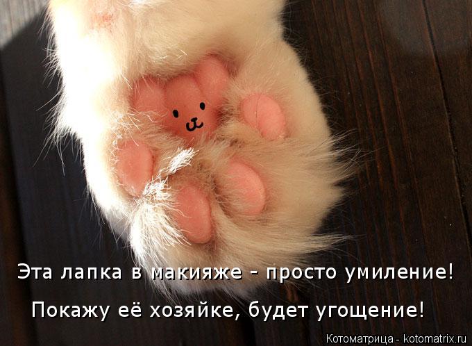 Эта лапка в макияже - просто умиление! Покажу её хозяйке, будет угощение!... Котоматрица: Эта лапка в макияже - просто умиление! Покажу её хозяйке, будет угощение!