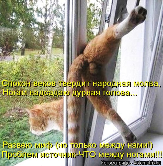 Спокон веков твердит народная молва, Ногам надсадаю дурная голова... Развею миф (но только между нами... Котоматрица: Спокон веков твердит народная молва, Ногам надсадаю дурная голова... Развею миф (но только между нами!) Проблем источник-ЧТО между ногами!!!