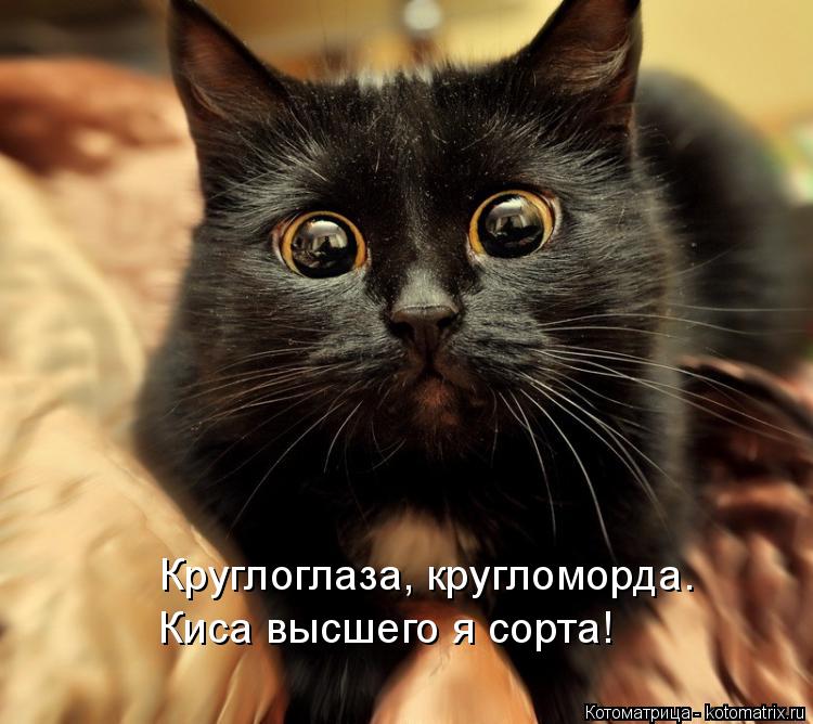 Круглоглаза, кругломорда. Киса высшего я сорта!... Котоматрица: Круглоглаза, кругломорда. Киса высшего я сорта!