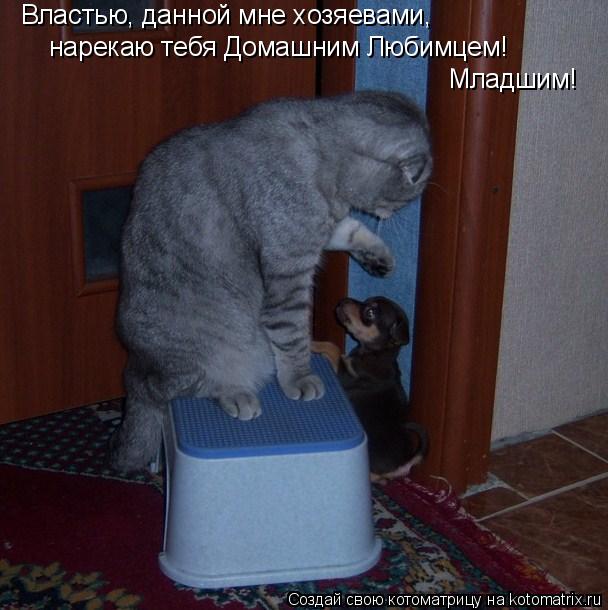 Котоматрица: Властью, данной мне хозяевами, нарекаю тебя Домашним Любимцем!  Младшим!