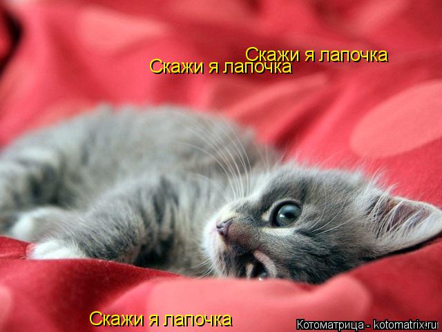 Котоматрица: Скажи я лапочка Скажи я лапочка Скажи я лапочка Скажи я лапочка