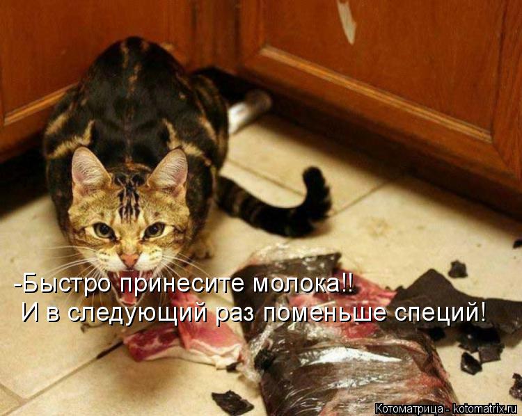 Котоматрица: -Быстро принесите молока!!  И в следующий раз поменьше специй!