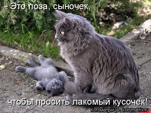 Котоматрица: - Это поза, сыночек,  чтобы просить лакомый кусочек!