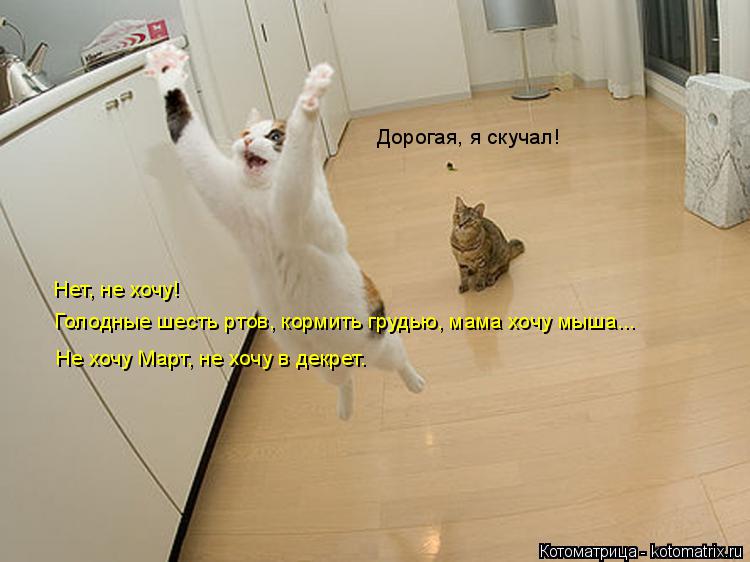 Котоматрица: Дорогая, я скучал! Нет, не хочу! Голодные шесть ртов, кормить грудью, мама хочу мыша... Не хочу Март, не хочу в декрет.