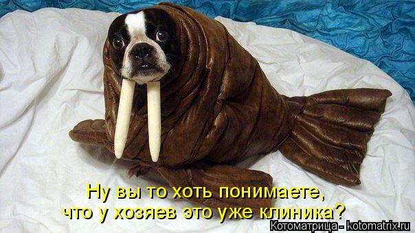 Котоматрица: Ну вы то хоть понимаете, что у хозяев это уже клиника?