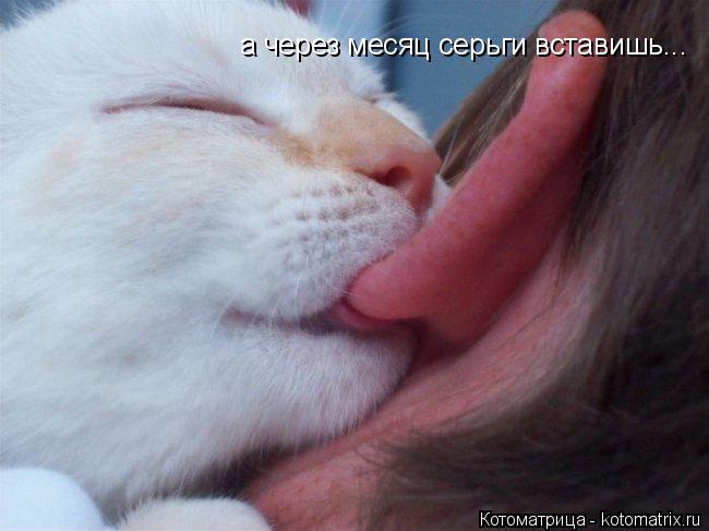 Котоматрица: а через месяц серьги вставишь...