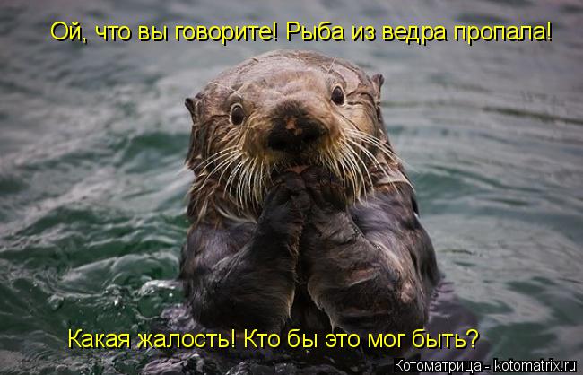 Ой, что вы говорите! Рыба из ведра пропала! Какая жалость! Кто бы это мог быть?... Котоматрица: Ой, что вы говорите! Рыба из ведра пропала! Какая жалость! Кто бы это мог быть?
