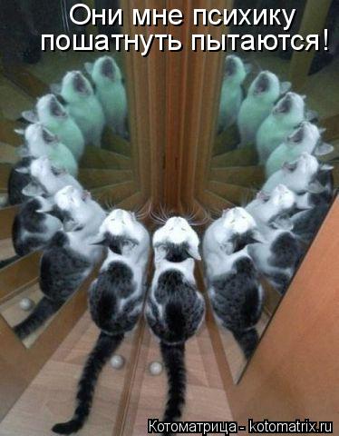 Котоматрица: Они мне психику  пошатнуть пытаются!