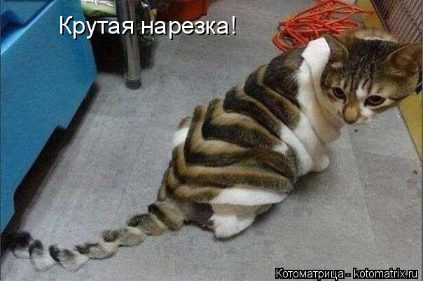 Котоматрица: Крутая нарезка!