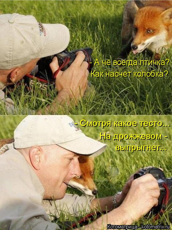 Котоматрица: - А чё всегда птичка? Как насчёт колобка? - Смотря какое тесто... На дрожжевом -  выпрыгнет...