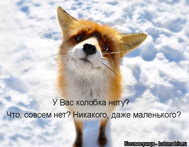 Котоматрица: У Вас колобка нету? Что, совсем нет? Никакого, даже маленького?