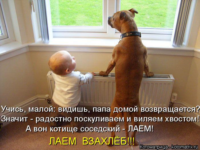 Котоматрица: Учись, малой: видишь, папа домой возвращается? Значит - радостно поскуливаем и виляем хвостом! А вон котище соседский - ЛАЕМ! ЛАЕМ  ВЗАХЛЁБ!!!
