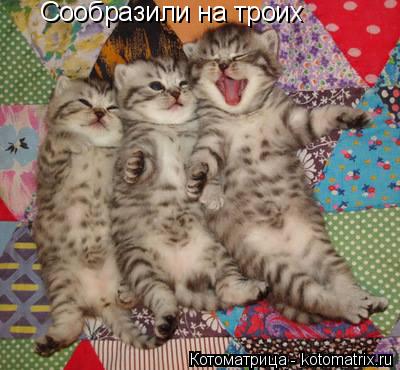 Сообразили на троих... Котоматрица: Сообразили на троих