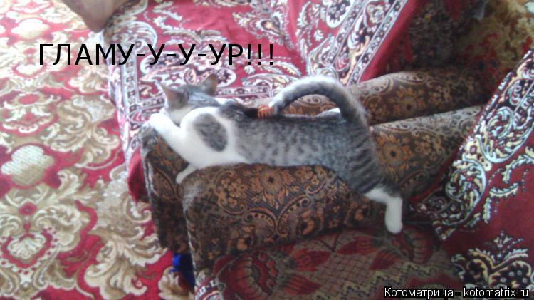 Котоматрица: ГЛАМУ-У-У-УР!!!