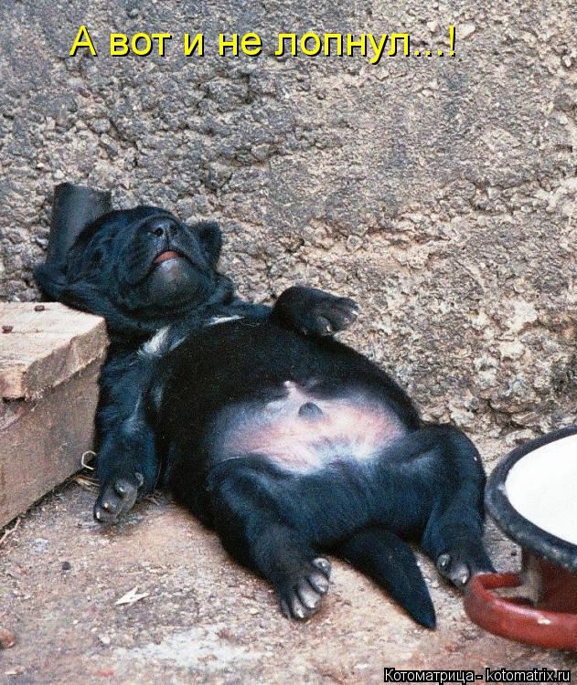 Котоматрица: А вот и не лопнул...!