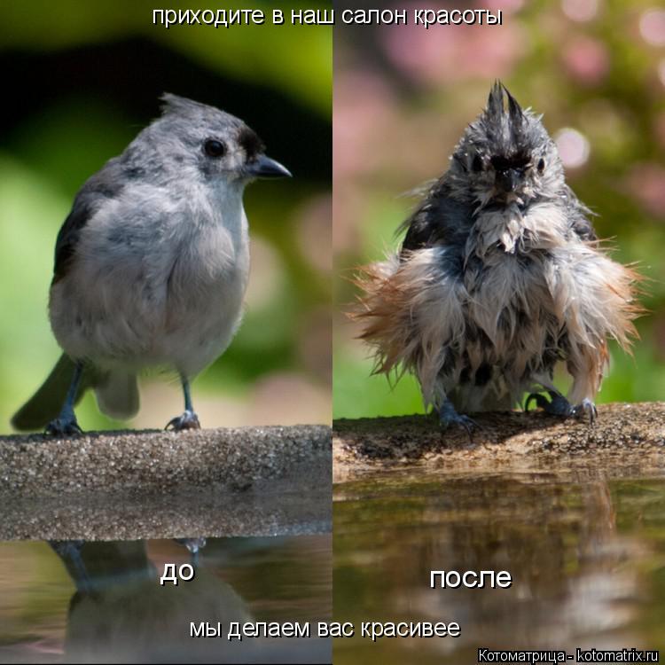 Котоматрица: приходите в наш салон красоты до после мы делаем вас красивее