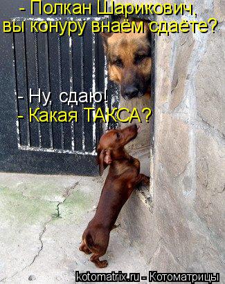 - Ну, сдаю! - Полкан Шарикович, - Какая ТАКСА? вы конуру внаём сдаёте?... Котоматрица: - Ну, сдаю! - Полкан Шарикович, - Какая ТАКСА? вы конуру внаём сдаёте?