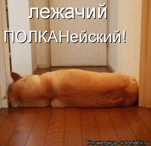 Котоматрица: лежачий ПОЛКАНейский!