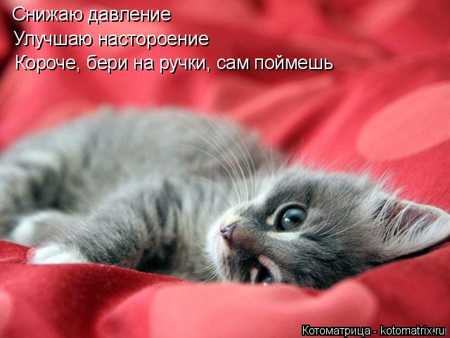 Снижаю давление Улучшаю настороение Короче, бери на ручки, сам поймешь... Котоматрица: Снижаю давление Улучшаю настороение Короче, бери на ручки, сам поймешь