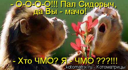 Котоматрица: - Хто ЧМО? Я - ЧМО ???!!! да Вы - мачо! - О-О-О-О!!! Пал Сидорыч,