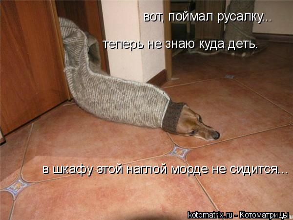 вот, поймал русалку... теперь не знаю куда деть. в шкафу этой наглой морде не сидится...... Котоматрица: вот, поймал русалку... теперь не знаю куда деть. в шкафу этой наглой морде не сидится...