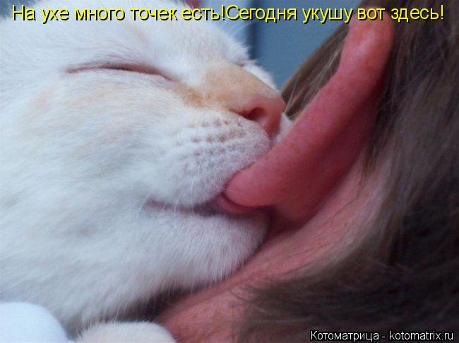 Котоматрица: На ухе много точек есть!Сегодня укушу вот здесь!
