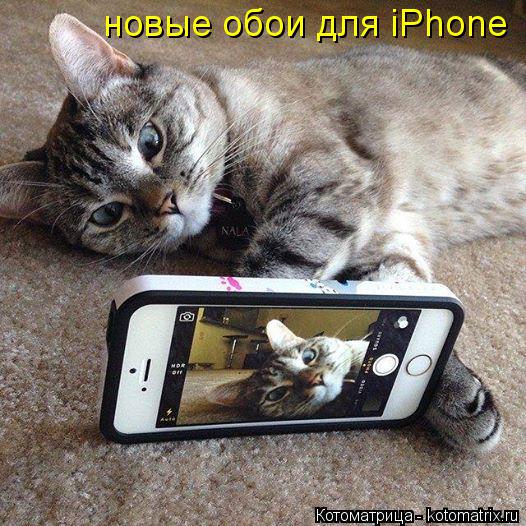 новые обои для iPhone... Котоматрица: новые обои для iPhone