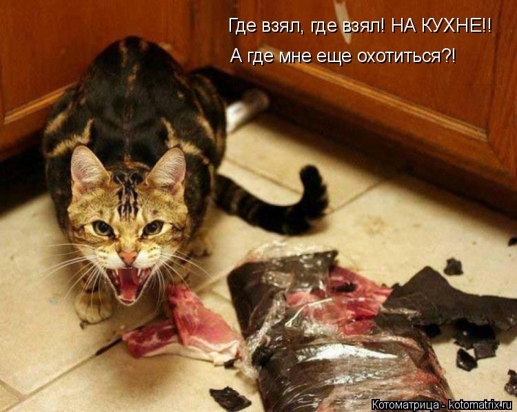 Котоматрица: Где взял, где взял! НА КУХНЕ!! А где мне еще охотиться?!
