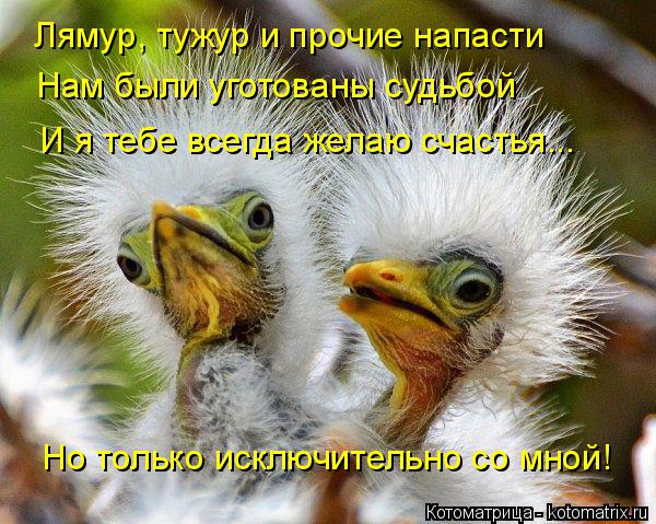 Котоматрица: И я тебе всегда желаю счастья... Лямур, тужур и прочие напасти Нам были уготованы судьбой Но только исключительно со мной!
