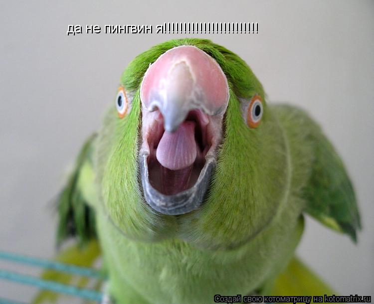 Котоматрица: да не пингвин я!!!!!!!!!!!!!!!!!!!!!!!!