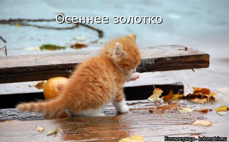 Осеннее золотко... Котоматрица: Осеннее золотко