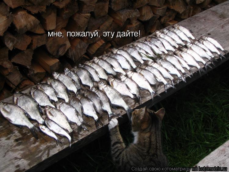Котоматрица: мне, пожалуй, эту дайте! мне, пожалуй, эту дайте!