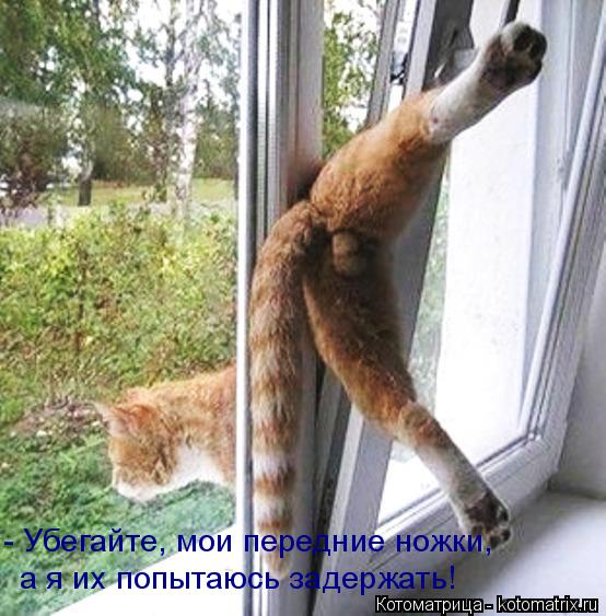 - Убегайте, мои передние ножки, а я их попытаюсь задержать!... Котоматрица: - Убегайте, мои передние ножки, а я их попытаюсь задержать!