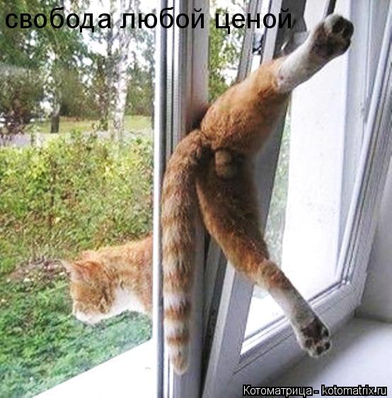 свобода любой ценой... Котоматрица: свобода любой ценой