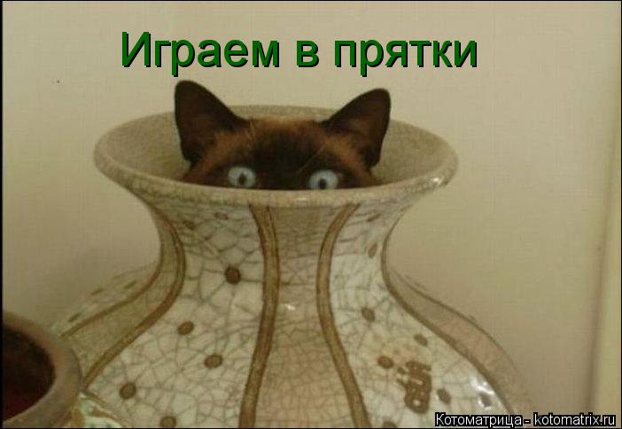 Котоматрица: Играем в прятки