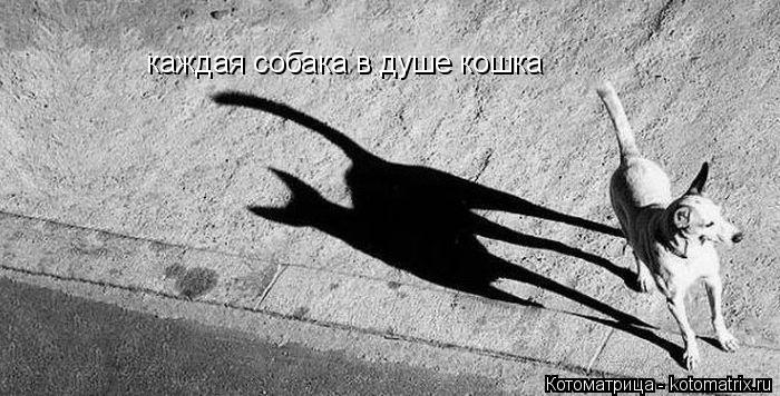 Котоматрица: каждая собака в душе кошка