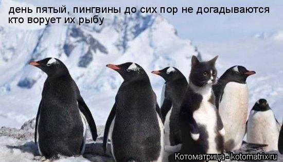 день пятый, пингвины до сих пор не догадываются кто ворует их рыбу... Котоматрица: день пятый, пингвины до сих пор не догадываются кто ворует их рыбу