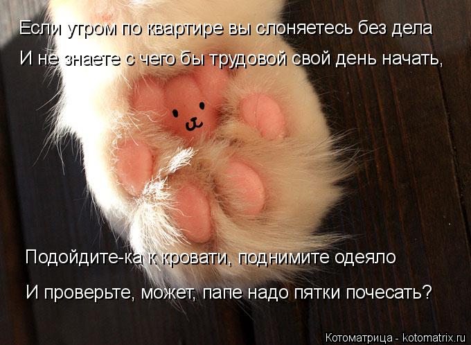 Котоматрица: Если утром по квартире вы слоняетесь без дела И не знаете с чего бы трудовой свой день начать, Подойдите-ка к кровати, поднимите одеяло И про