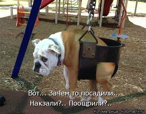 Котоматрица: Вот... Зачем то посадили... Накзали?.. Поощрили?..