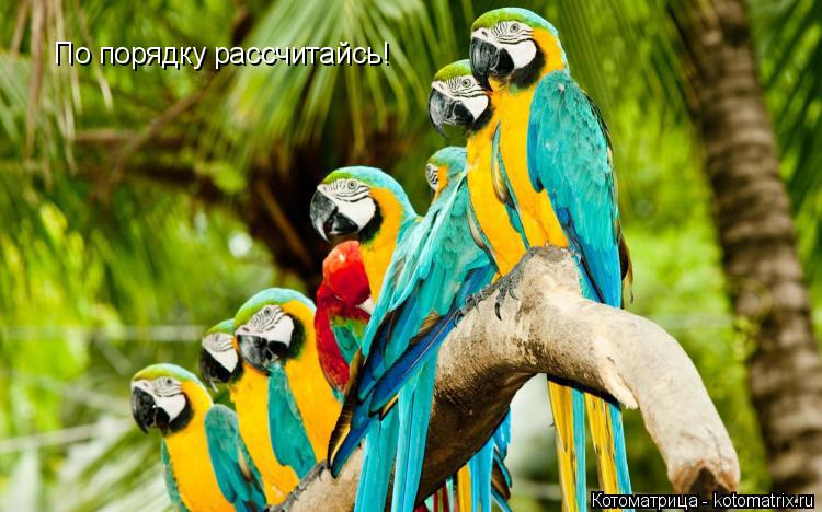 Котоматрица: По порядку рассчитайсь!