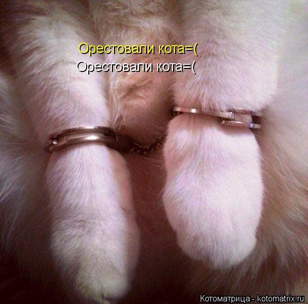 Котоматрица: Орестовали кота=( Орестовали кота=(