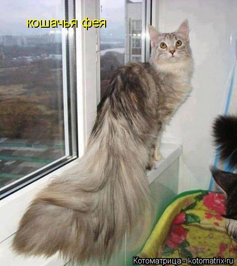 Котоматрица: кошачья фея