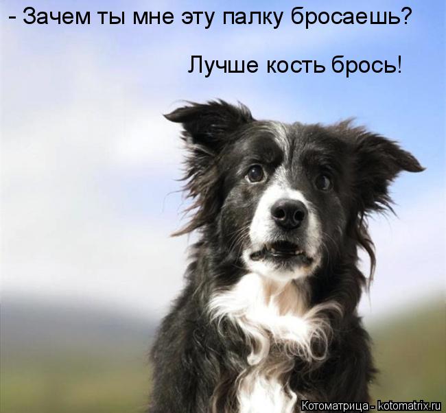 Котоматрица: - Зачем ты мне эту палку бросаешь? Лучше кость брось!