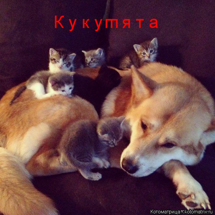 К у к у я т а ш... Котоматрица: К у к у я т а ш