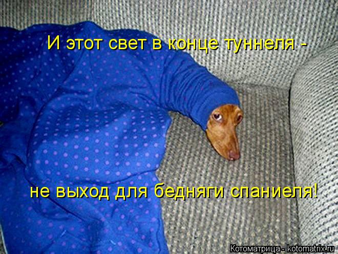 Котоматрица: не выход для бедняги спаниеля! И этот свет в конце туннеля -