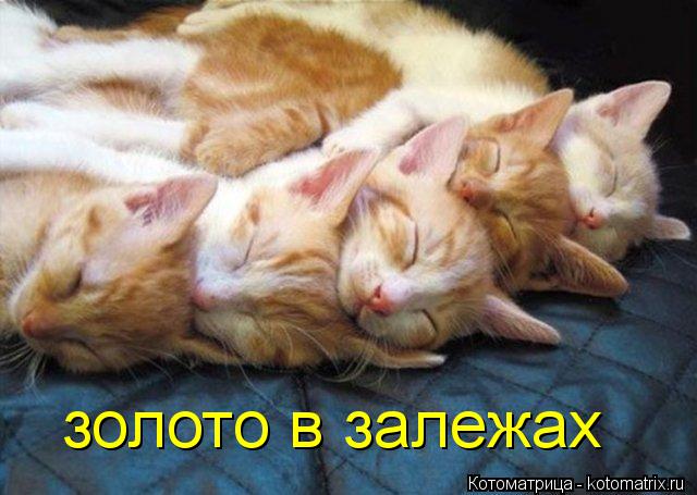 золото в залежах... Котоматрица: золото в залежах