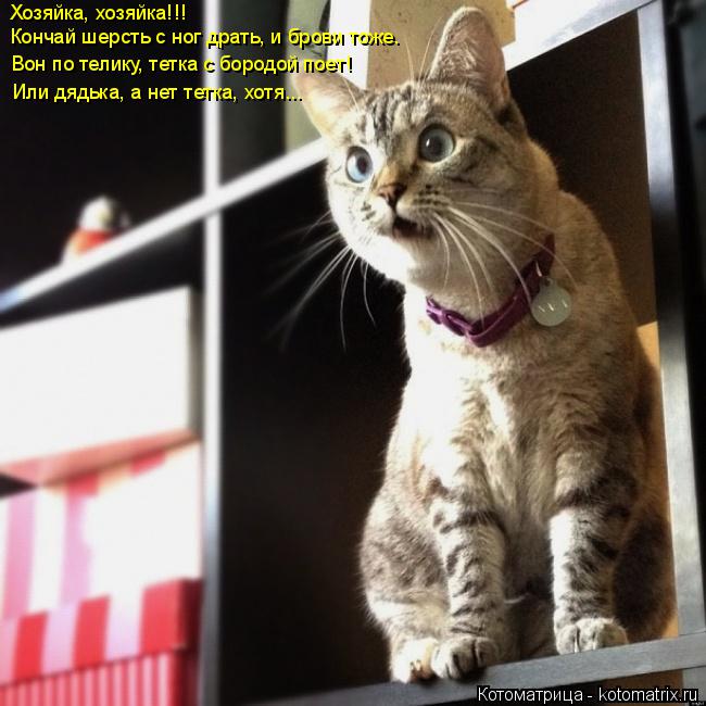 Котоматрица: Хозяйка, хозяйка!!!  Кончай шерсть с ног драть, и брови тоже. Вон по телику, тетка с бородой поет! Или дядька, а нет тетка, хотя...