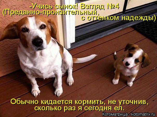 Котоматрица: (Преданно-пронзительный,  с оттенком надежды) -Учись сынок! Взгляд №4  Обычно кидается кормить, не уточнив, сколько раз я сегодня ел.